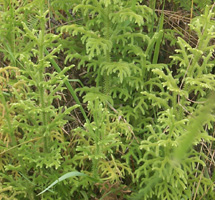 lycopodium_cernuum_field.jpg (35312 bytes)
