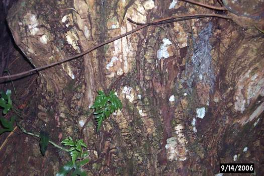 Calophyllum inophyllum Calophyllum inophyllum