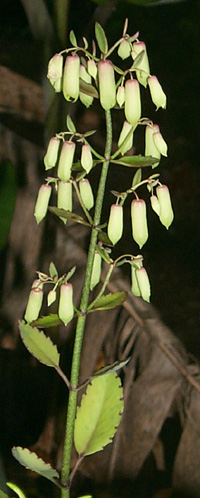 kalanchoe pods