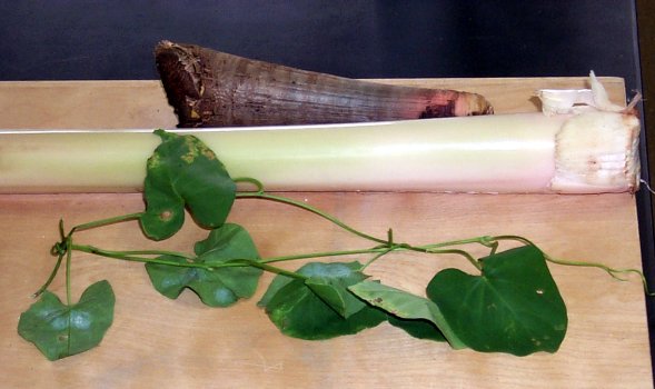 Ipomoea littoralis, musa, pandanus aerial root tip
