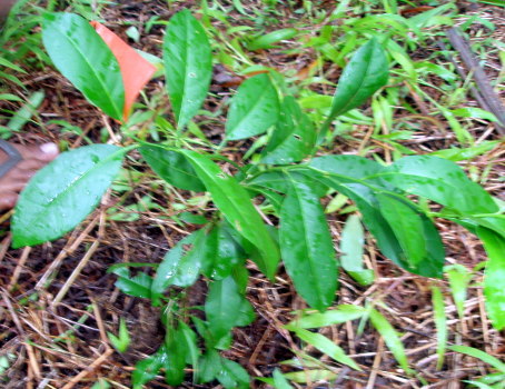 samuel_plant samuel_plant