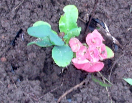 toshimichy_winis_plant toshimichy_winis_plant