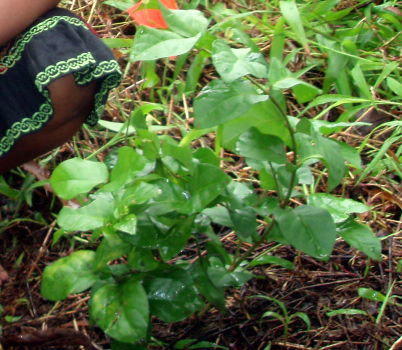 achimy_plant achimy_plant