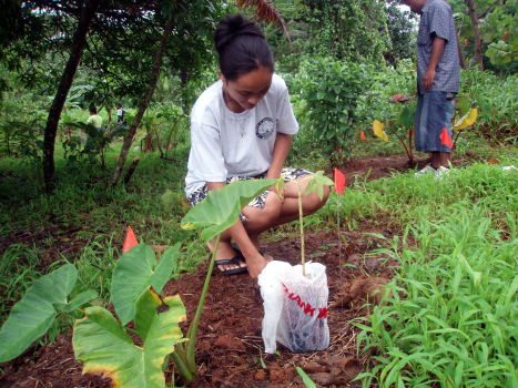 lymer_papaya lymer_papaya