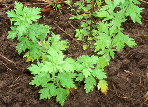 kim_plant kim_plant